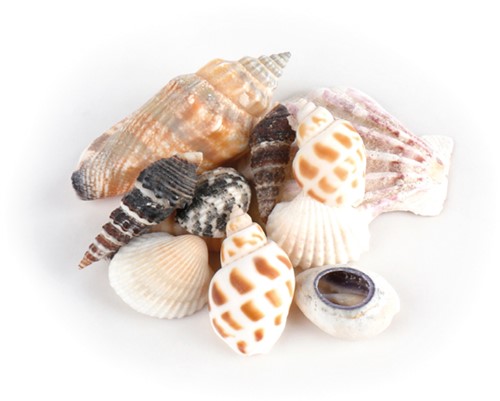 Shells in organza bag