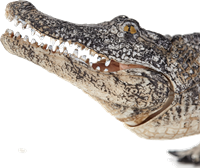 Mojo Wildlife speelgoed Alligator met bewegende kaak - 387168