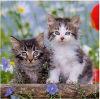 Ravensburger Katzen Puzzle - 3x49 Teile - Kinderpuzzle Tiere-2