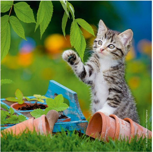 Ravensburger Katzen Puzzle - 3x49 Teile - Kinderpuzzle Tiere-3