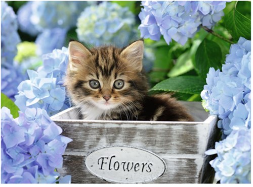 Ravensburger Kleine Katze-2
