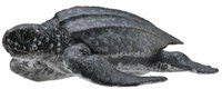 COLLECTA Lederschildkröte - (M)