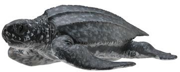 COLLECTA Lederschildkröte - (M)-2