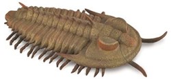 COLLECTA Redlichia Rex Trilobit - (L)