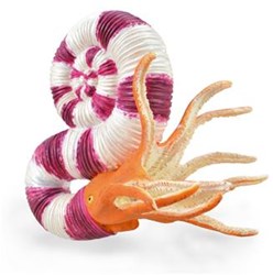 COLLECTA Pravitoceras - (L)