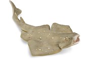 COLLECTA Seeengel - (M)