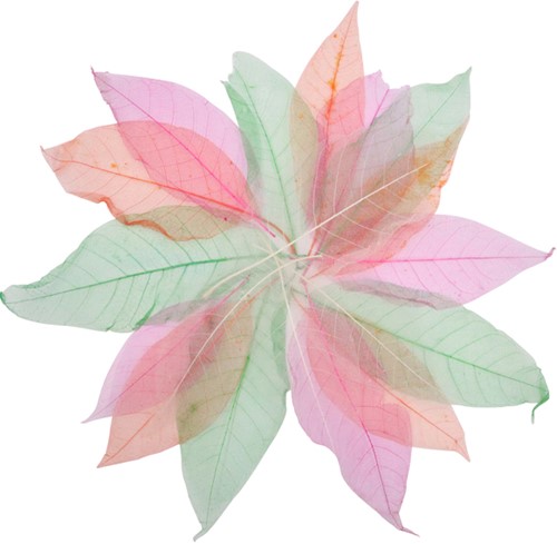 Skeleton Leaves (20)