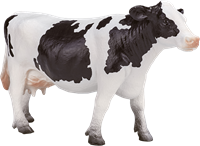 Mojo Farm speelgoed Holstein Koe - 387062