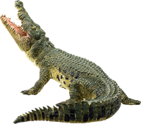 Mojo Wildlife - Crocodile with Articulated Jaw 387162