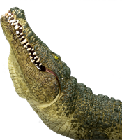 Mojo Wildlife - Crocodile with Articulated Jaw 387162