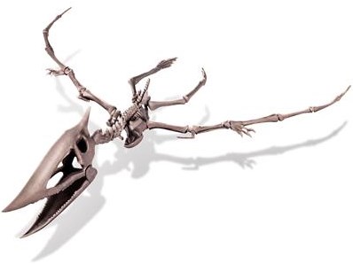 4M Dig Your Dino – Pteranodon-3