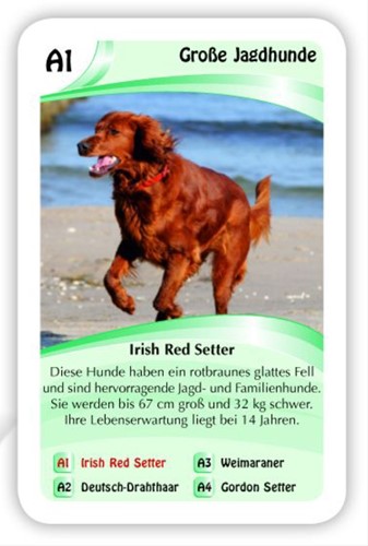 Quartett Hunde