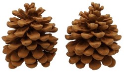 HBX natural living Deko-Zapfen Zimtduft braun Raumduft Geschenk