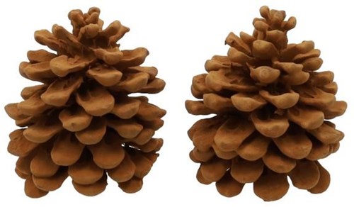 HBX natural living Deko-Zapfen Zimtduft braun Raumduft Geschenk