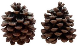 HBX natural living Duftdeko Kiefernzapfen Pine Tree 2 Stück braun
