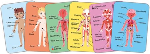 Hape Human Body Magnetic Puzzle-2