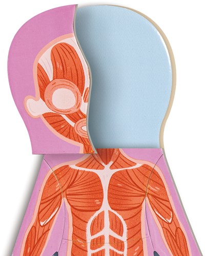 Hape Human Body Magnetic Puzzle-3