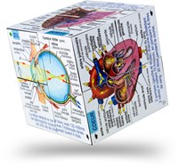 Bigjigs Körper des Menschen-2