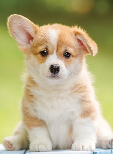 Nathan Niedlicher Corgi - 500 Teile