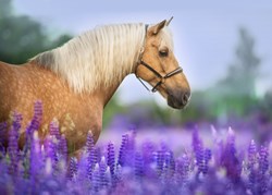 Bluebird Puzzle Puzzle Cheval dans un Champ de Lupin - 300 Teile