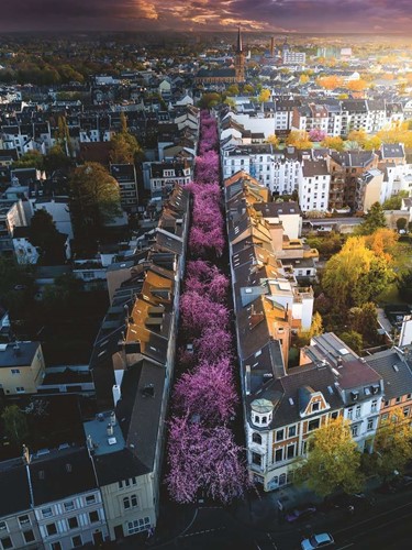 Ravensburger Bonn in Blüten - 1500 Teile