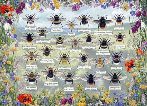 Gibson's Brilliant Bees (1000)