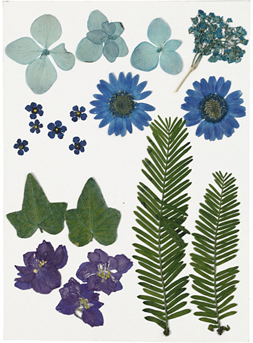Creativ Company CC Trockenblumen und Blätter 19 Stück Blau