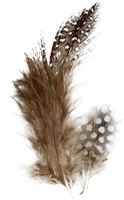 Creativ Company Bastelfedern Natur Perlhuhn 100 Stück multi