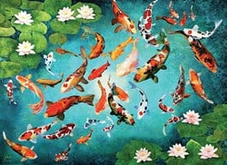 Eurographics Koi-Fische (1000)