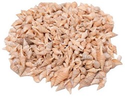 Colorations Meeresschnecken Spielzeug Turrid 400g kreatives Basteln