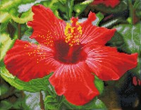 Diamond Dotz Diamond Dotz - Hibiscus In Bloom