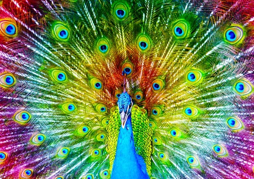 Enjoy Puzzle Bunter Pfau - 1000 Teile