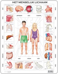 Larsen Puzzle - Menschlicher Körper Lernspiel Karton 35 Teile