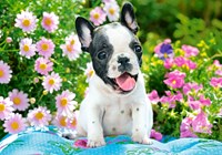 Castorland Französische Bulldogge - 500 Teile