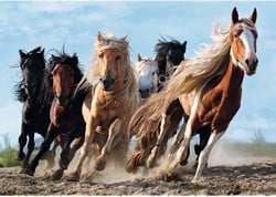 Trefl Trefl 1000 - Galloping horses