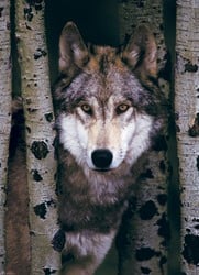 Eurographics puzzle Grauer Wolf - 1000 Teile