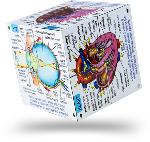 BigJigs Menschlicher Körper