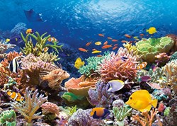 Castorland Puzzle - Jigsaw Korallenriff Fische - 1000 Teile - Natur