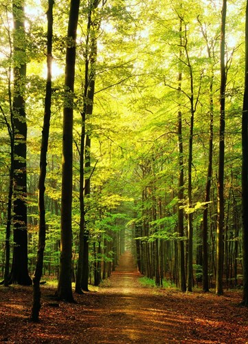 Eurographics puzzle Im Wald - 1000 Teile