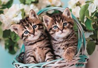 Clementoni Puzzle Lovely Kitty Twins - 60 Teile - Karton - Kinderpuzzle