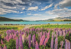 Clementoni Puzzle - 1500 Teile - Lupinen am Lake Tekapo - Landschaft