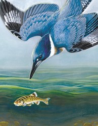 New York Puzzle Company Puzzle Belted Kingfisher 100 Teile Karton Kinder