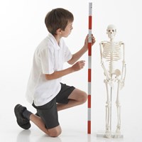 TickiT Lernspielzeug Skelett Halbschlauch Modell Anatomie Kinder-2
