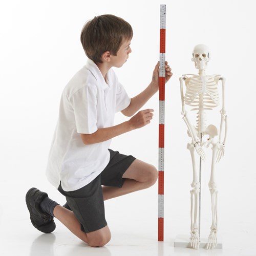 TickiT Lernspielzeug Skelett Halbschlauch Modell Anatomie Kinder-2