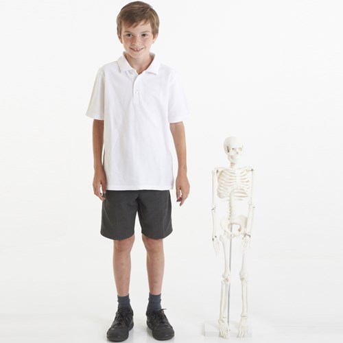 TickiT Lernspielzeug Skelett Halbschlauch Modell Anatomie Kinder-3