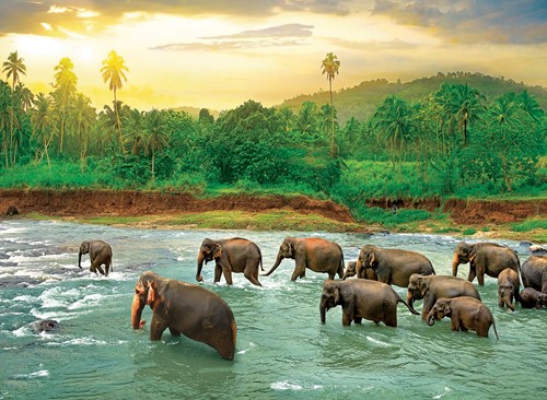Eurographics puzzle Save our Planet Collection - Regenwald - 1000 Teile