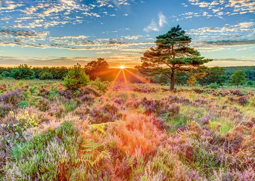 Schmidt Spiele Heide im Sonnenuntergang - 1000 Teile