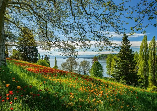 Schmidt Frühlingsallee zur Tulpenblüte - Insel Mainau - 1000 Teile