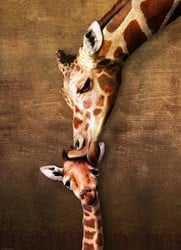 Eurographics puzzle Mutter- und Babygiraffe - 1000 Teile