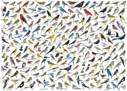 Eurographics Die Welt der Vögel (1000)